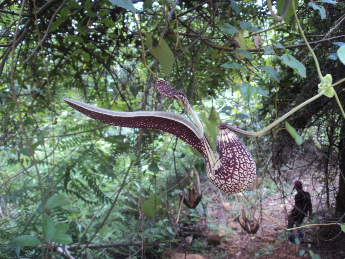 Aristolochia ringens Vahl